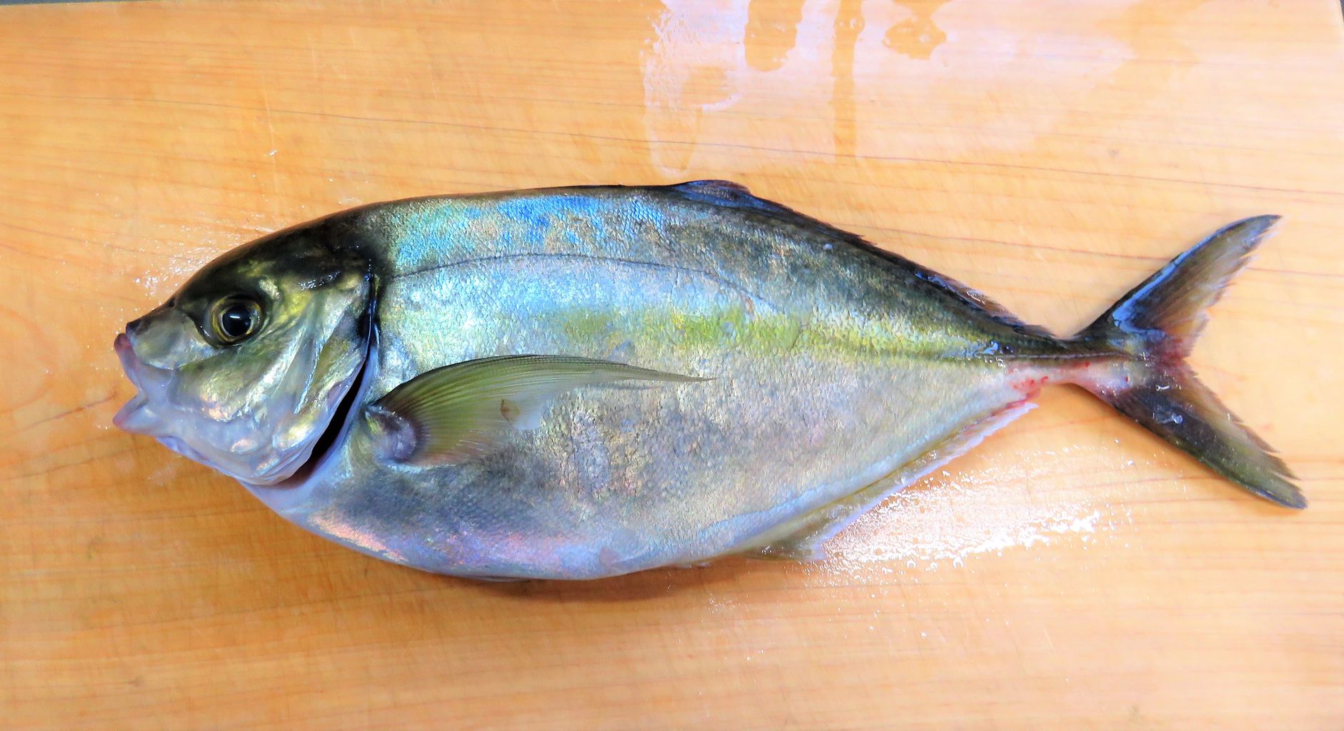 旬に入る天然魚と旬を外れた養殖魚の品質 土佐料理 旬の鰹がゆく