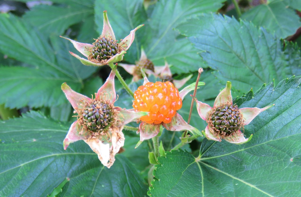 春限定のいちご狩り 土佐料理 旬の鰹がゆく