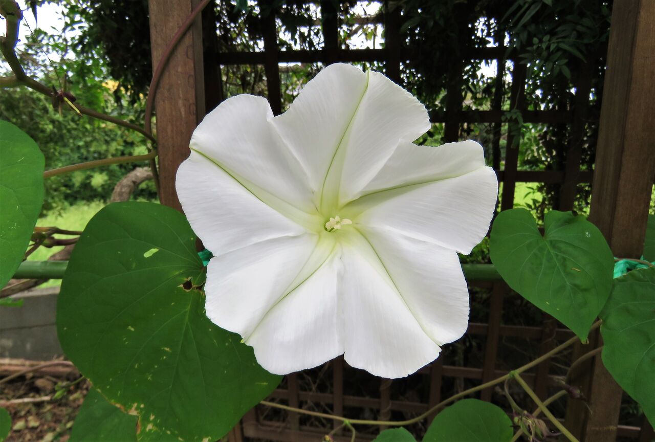 夜顔の伝説的開花を目の当たりにしました！ : 土佐料理 旬の鰹がゆく！