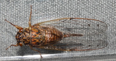 ヒメハルゼミ ♀
