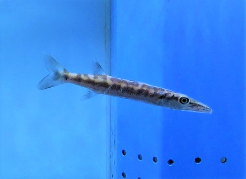 giant barracuda 巨大カマス（の稚魚）現る⁈ : 土佐料理 旬の鰹がゆく！