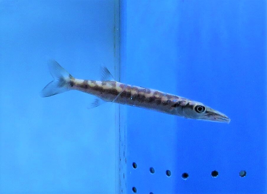 Giant Barracuda 巨大カマス の稚魚 現る 土佐料理 旬の鰹がゆく