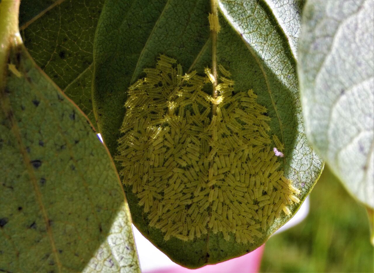 高知の里山に見る自然の役回り 土佐料理 旬の鰹がゆく