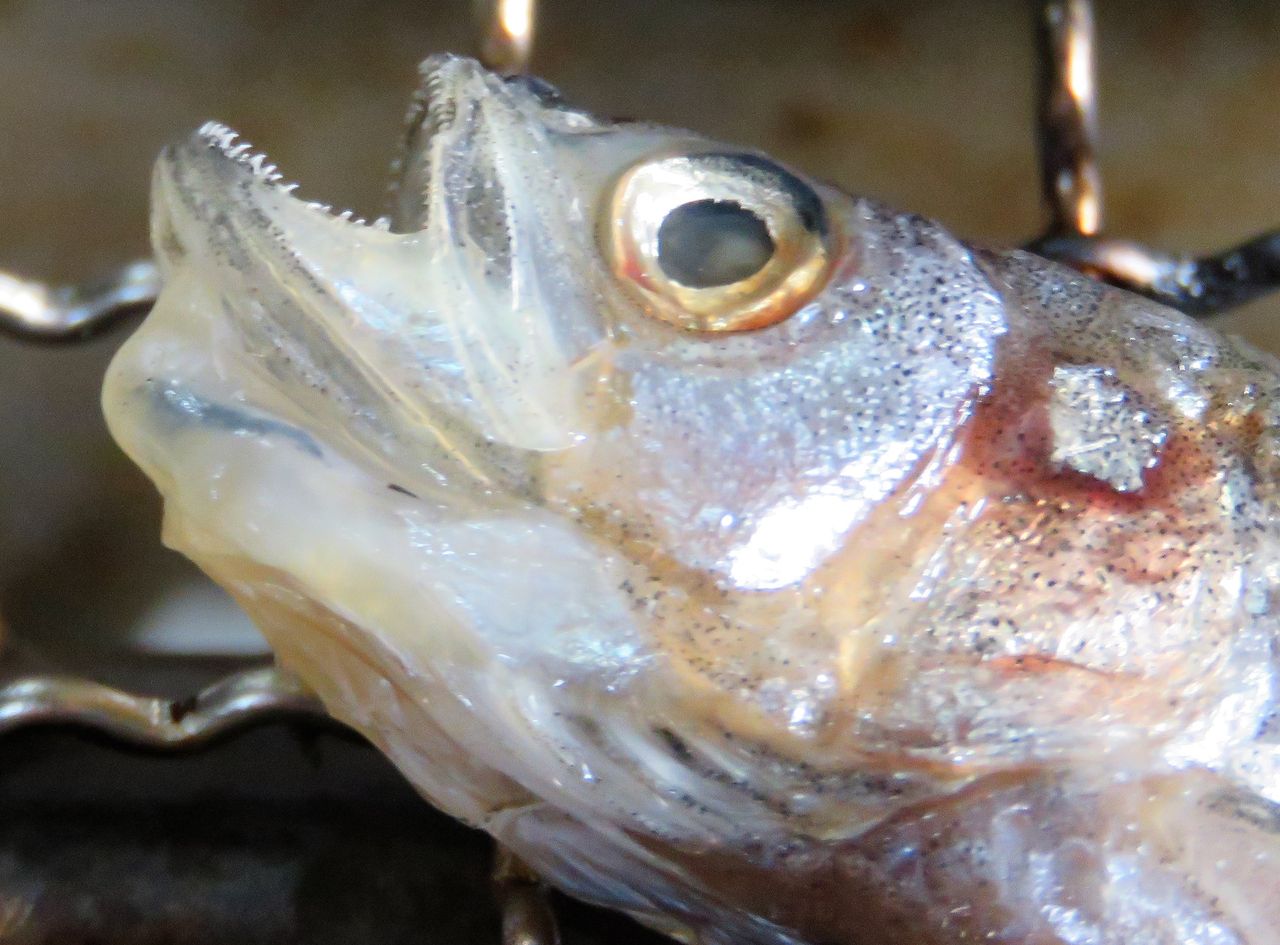 柳葉魚様 柳葉魚は北海道一部河川限定の遡河回遊魚 : 土佐料理 旬の鰹がゆく！