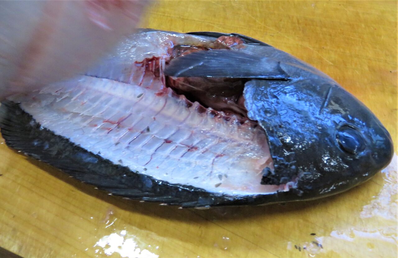 岸壁で釣った旬の磯魚をより美味しくいただく工夫 土佐料理 旬の鰹がゆく