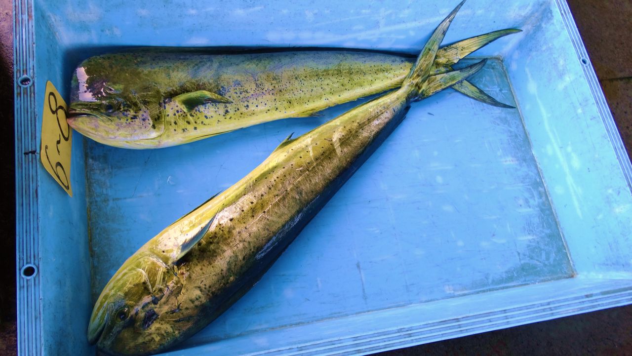 オキザワラ カマスサワラ 土佐料理 旬の鰹がゆく
