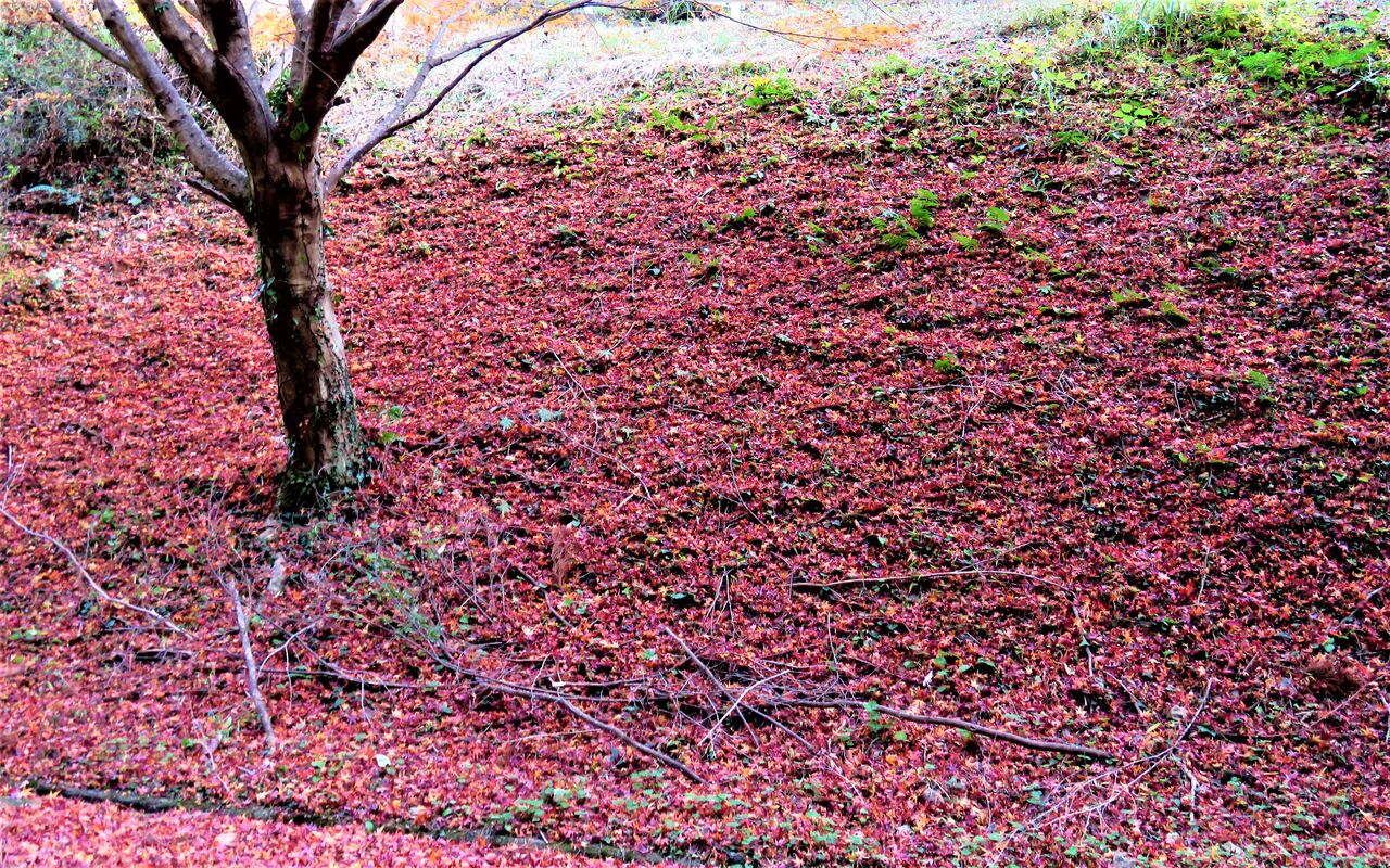 冬田圃の雲雀 土佐料理 旬の鰹がゆく 冬田圃の雲雀 土佐料理 旬の鰹がゆく