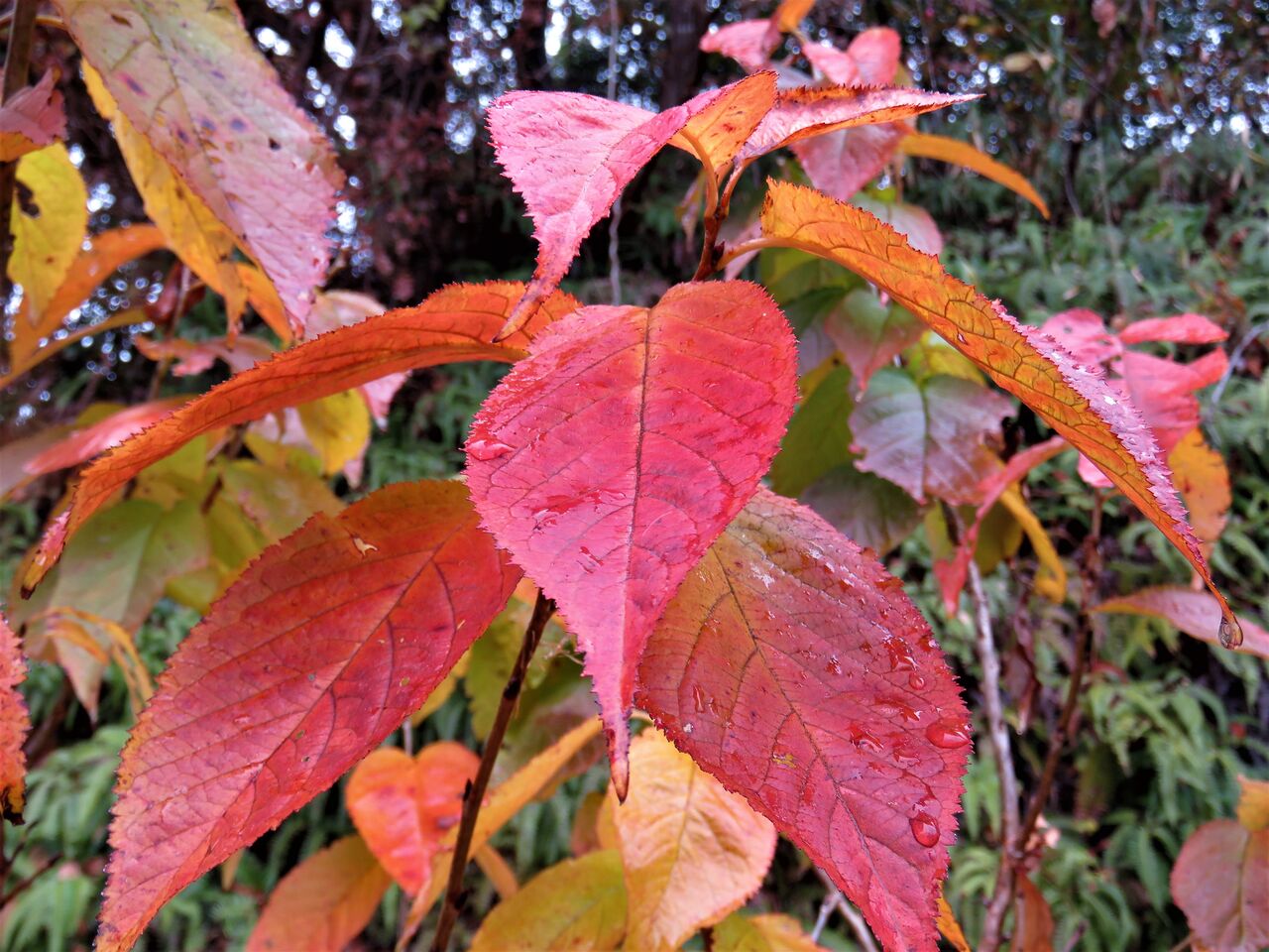 里山草の紅葉 土佐料理 旬の鰹がゆく