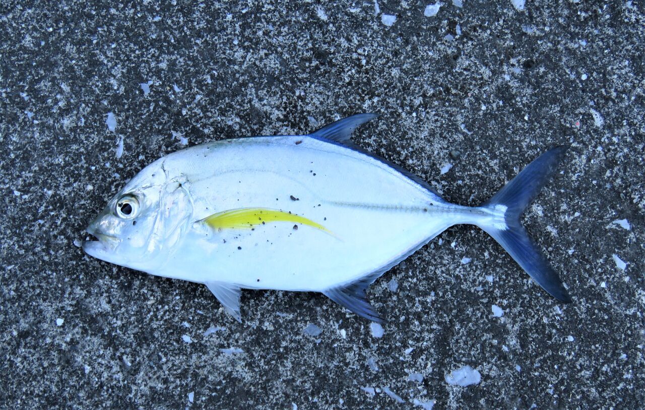 ナンヨウカイワリ 土佐料理 旬の鰹がゆく ナンヨウカイワリ 土佐料理 旬の鰹がゆく