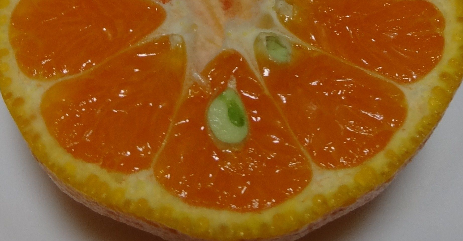 浦ノ内のぽんかん 土佐料理 旬の鰹がゆく 浦ノ内のぽんかん 土佐料理 旬の鰹がゆく