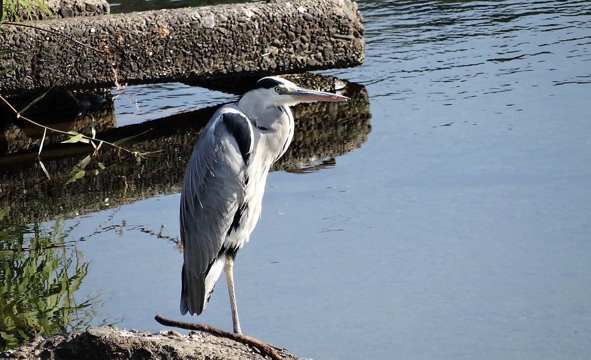 寒い季節の片足立ち 土佐料理 旬の鰹がゆく