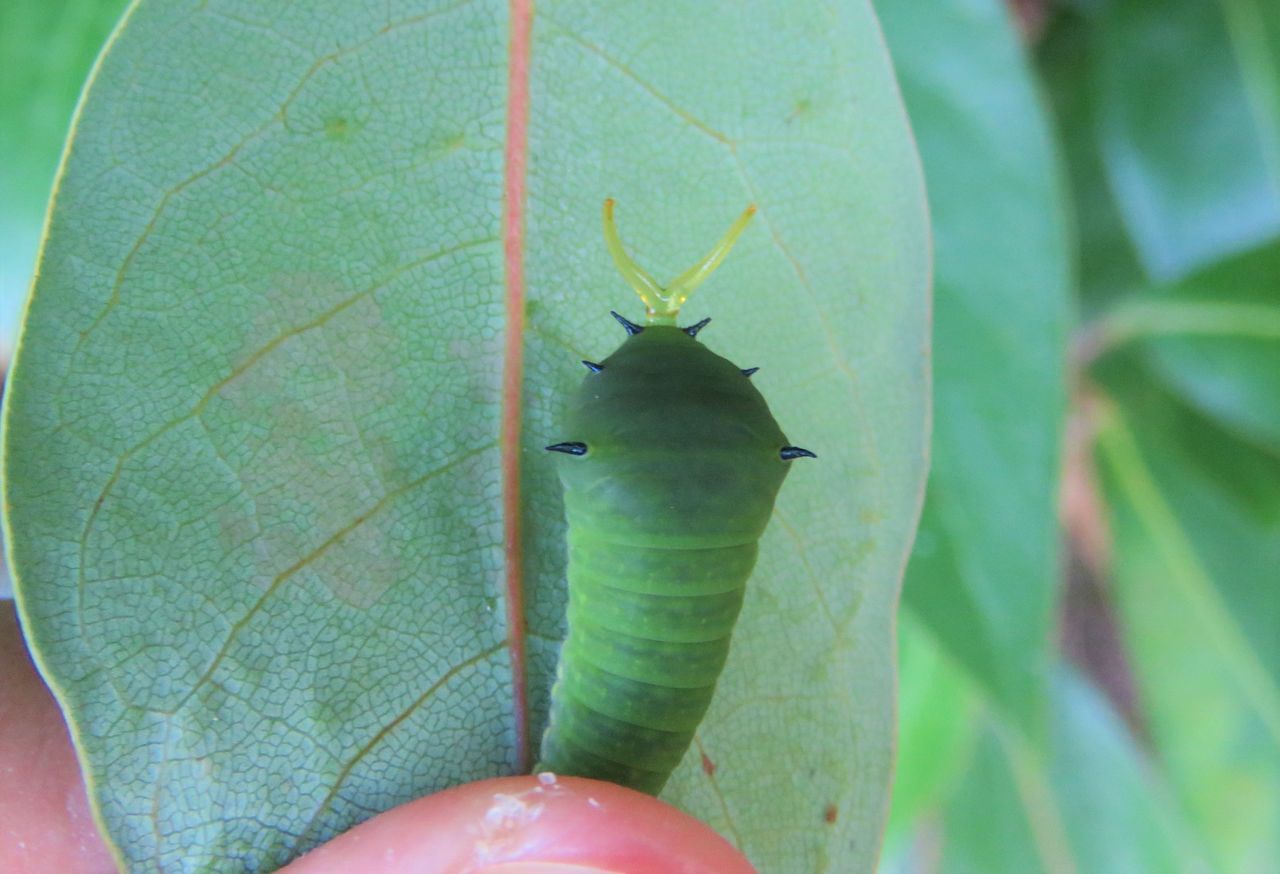 タブノキとアオスジアゲハの幼虫 : 土佐料理 旬の鰹がゆく！