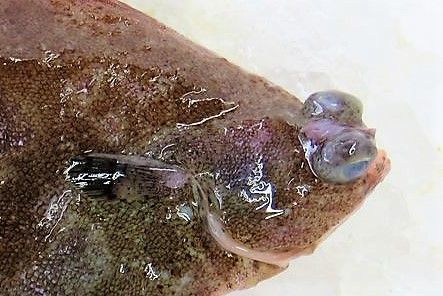 ナガレメイタガレイ 土佐料理 旬の鰹がゆく