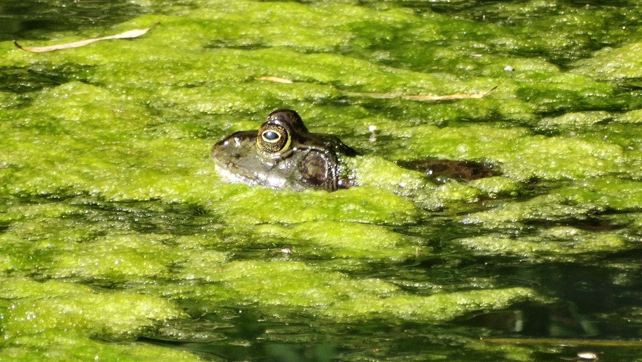 ウシガエル を含む記事 : 土佐料理 旬の鰹がゆく!