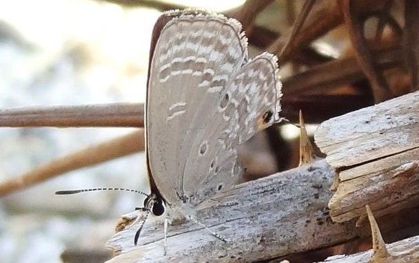 琉球紫蝶（リュウキュウムラサキ） : 土佐料理 旬の鰹がゆく！
