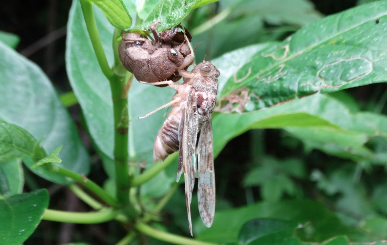 高知の自然 土佐料理 旬の鰹がゆく 高知の自然 土佐料理 旬の鰹がゆく