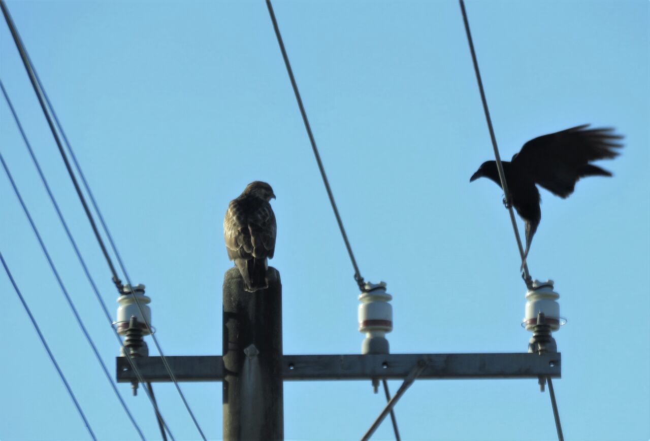 ほっておけないカラスの性格 土佐料理 旬の鰹がゆく