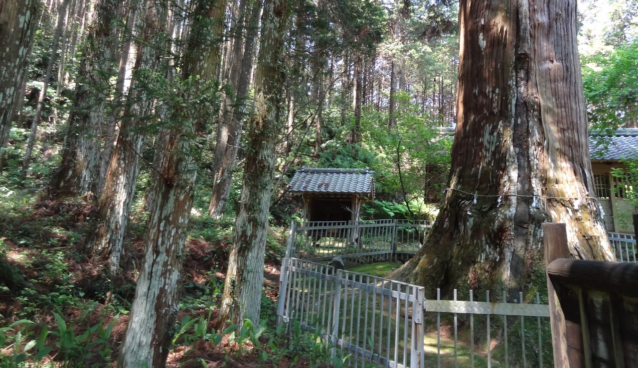 杉沢の沢スギ