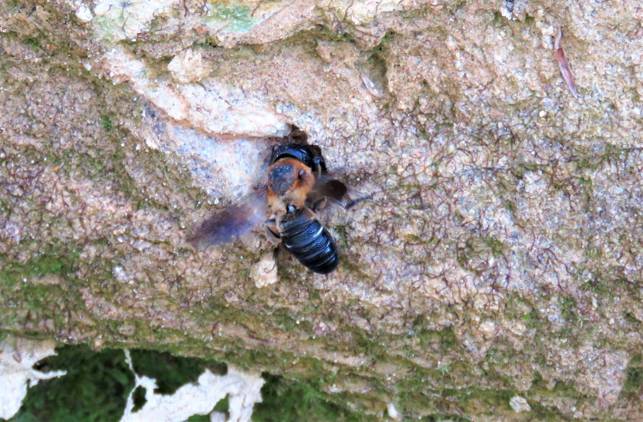 高知の自然 土佐料理 旬の鰹がゆく