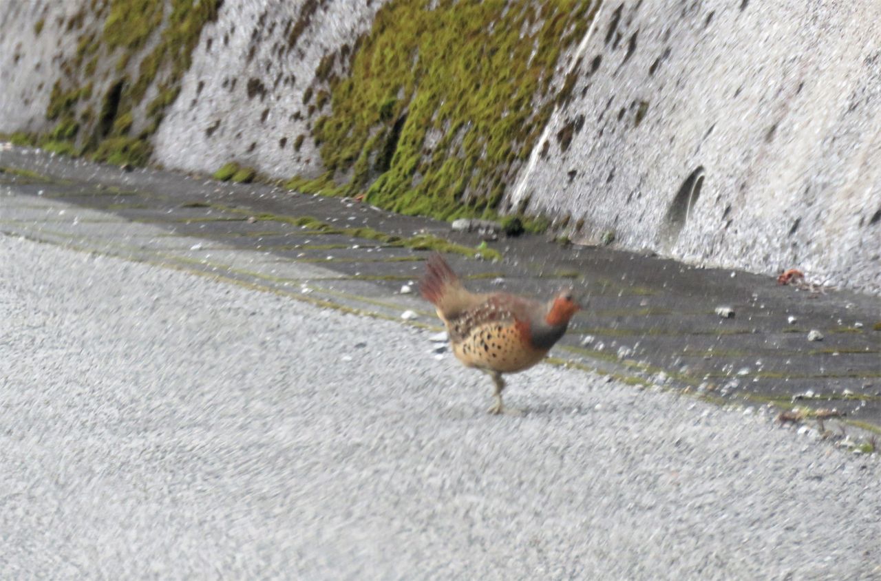 小綬鶏 コジュケイ の親子 土佐料理 旬の鰹がゆく 小綬鶏 コジュケイ の親子 土佐料理 旬の鰹がゆく