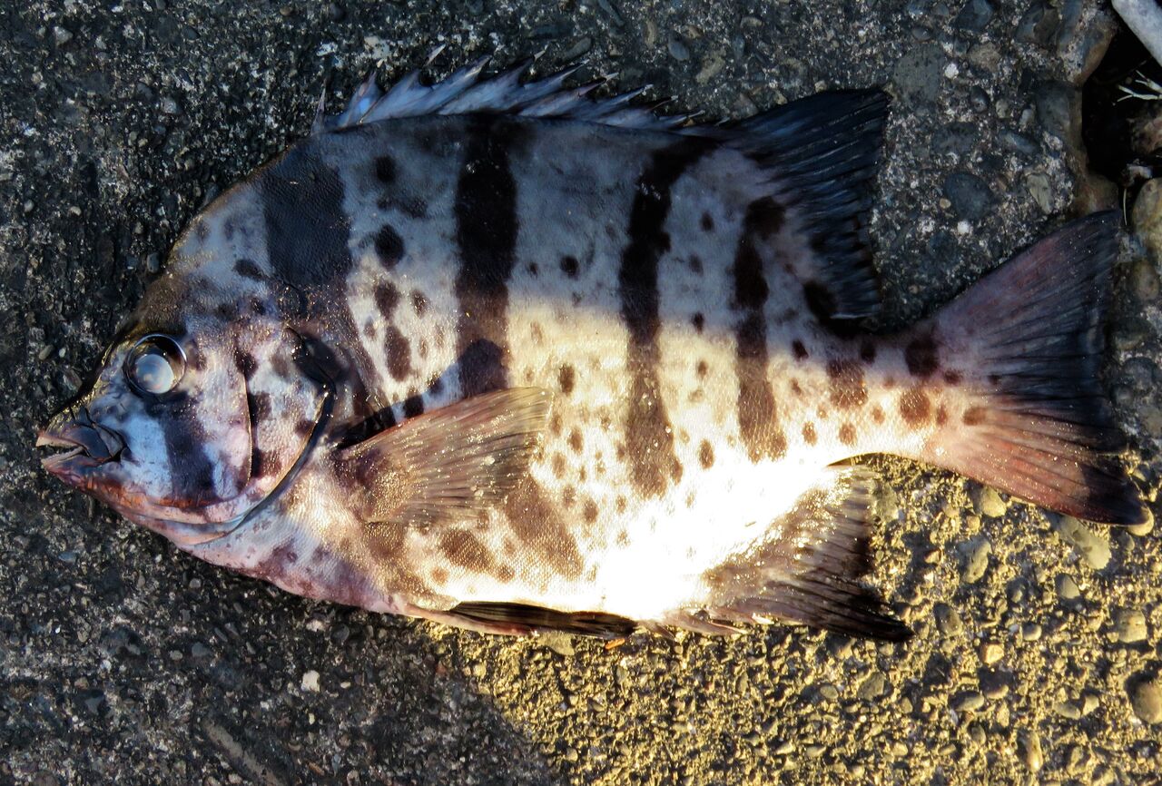 高知の食材 海産物 水産資源 土佐料理 旬の鰹がゆく 高知の食材 海産物 水産資源 土佐料理 旬の鰹がゆく