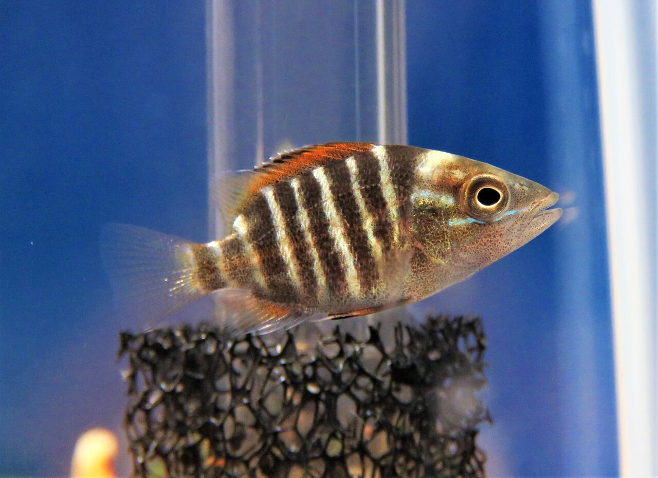 土佐料理 旬の鰹がゆく! ゴマフエダイ稚魚飼育 コメント 土佐料理 鰹