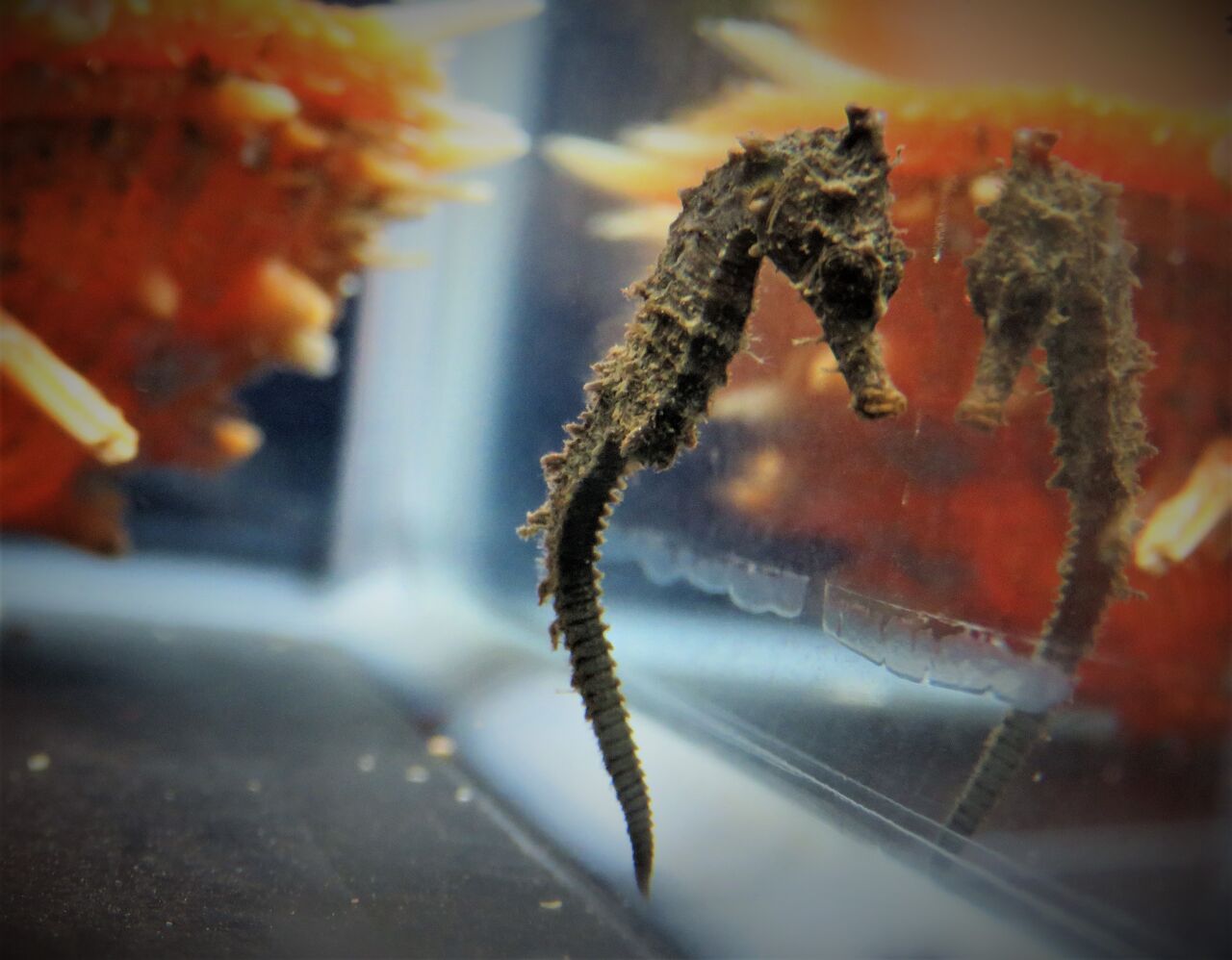 ゴジラの後ろ姿 土佐料理 旬の鰹がゆく ゴジラの後ろ姿 土佐料理 旬の鰹がゆく