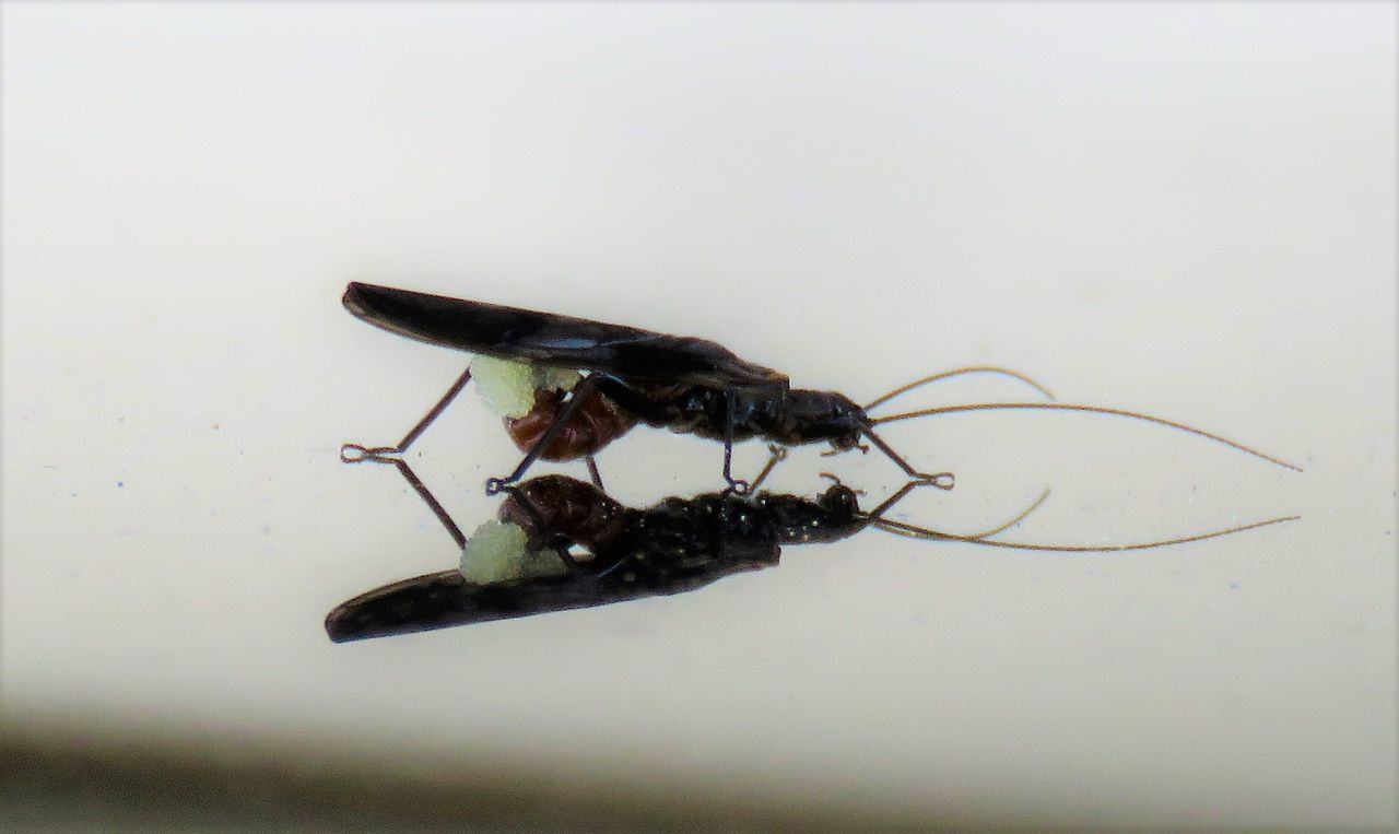 カワゲラ目の卵 土佐料理 旬の鰹がゆく