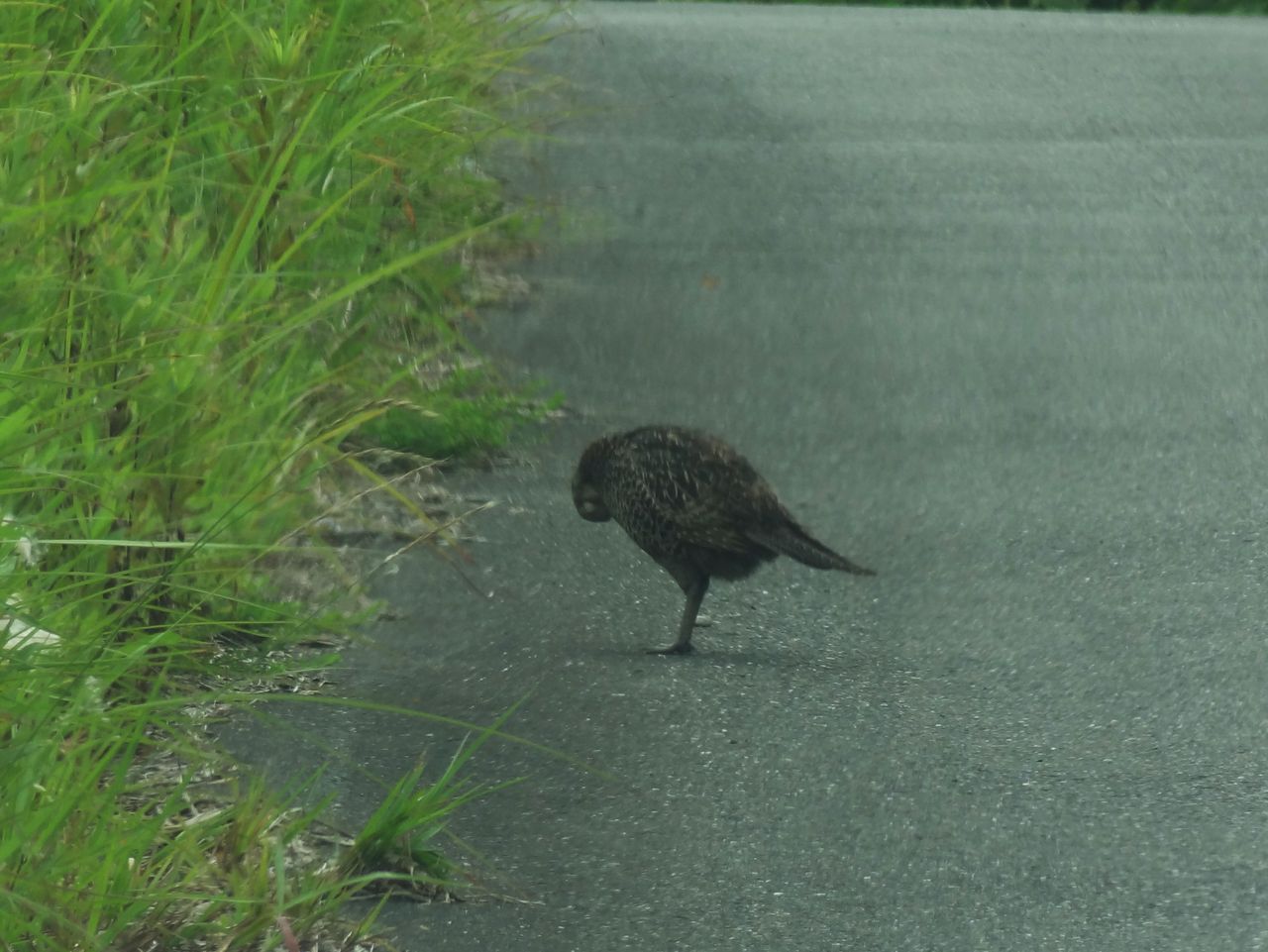 キジ 土佐料理 旬の鰹がゆく