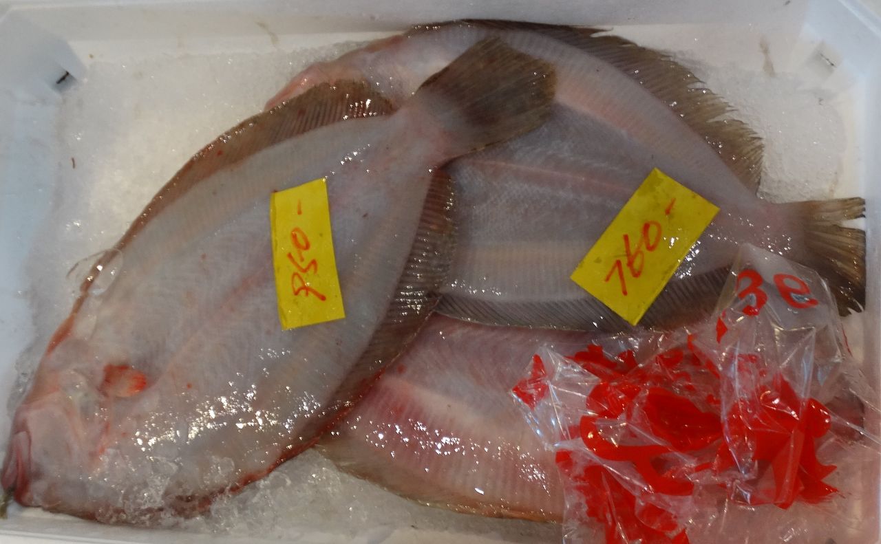 ガンゾウビラメ 土佐料理 旬の鰹がゆく ガンゾウビラメ 土佐料理 旬の鰹がゆく