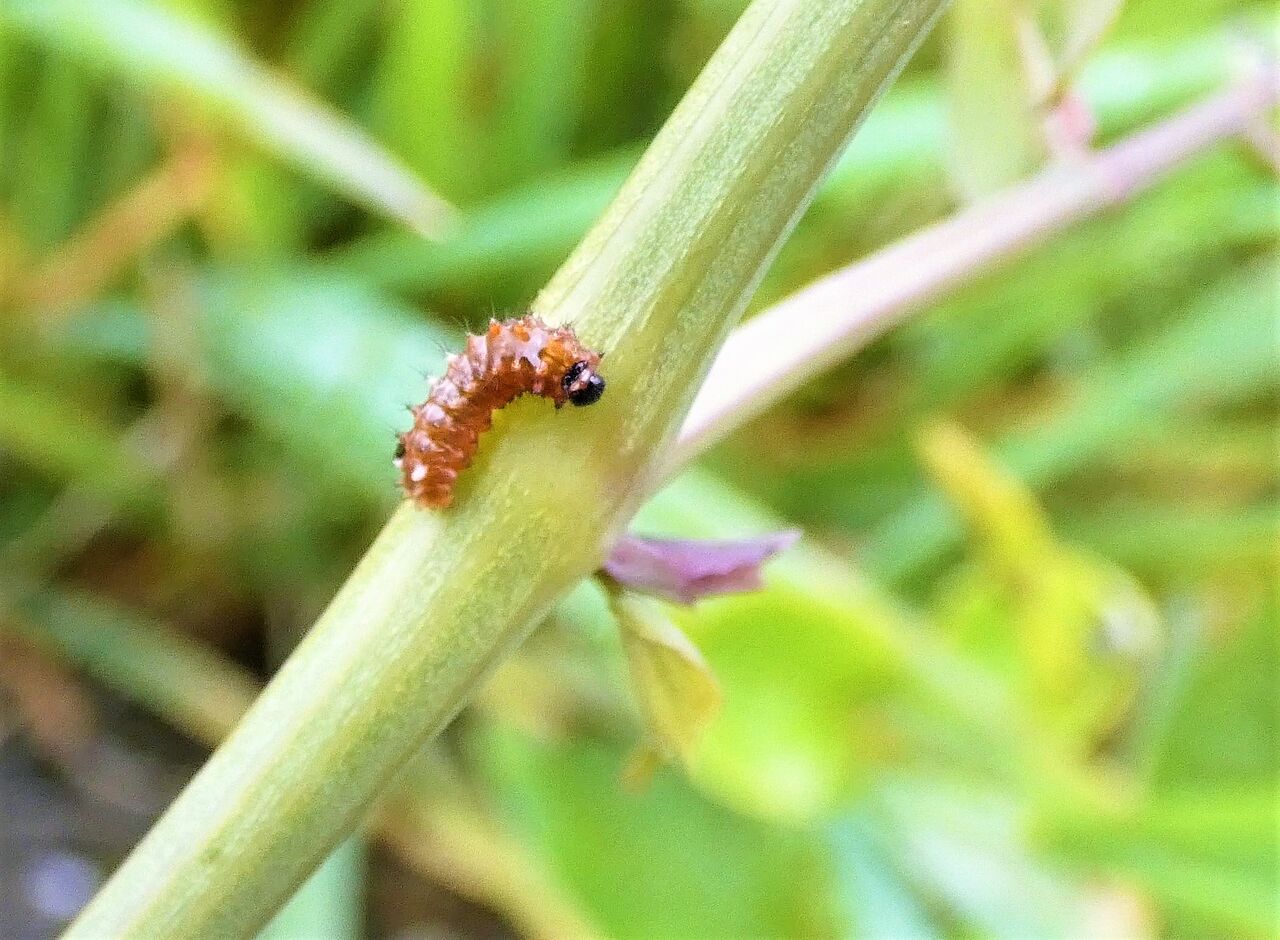 ジャコウアゲハ孵化 : 土佐料理 旬の鰹がゆく！