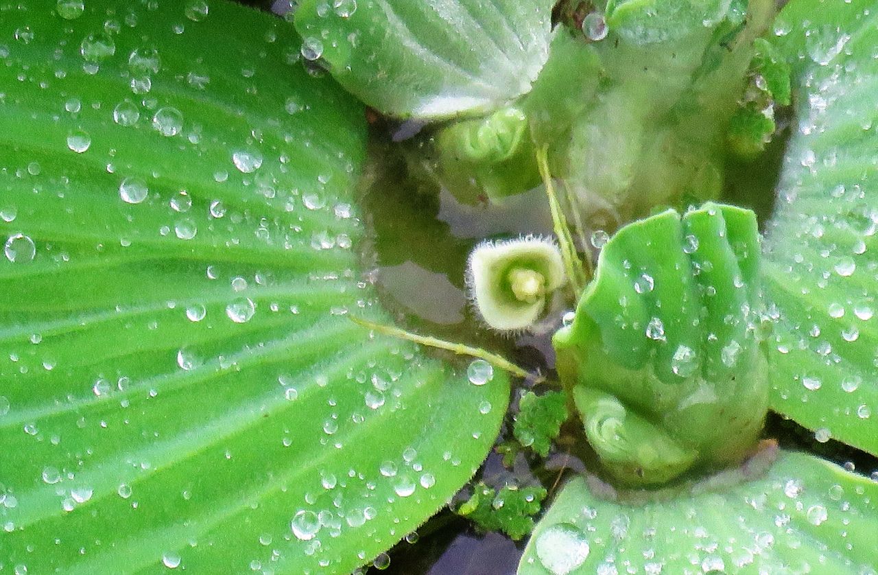 熱帯性の水草ボタンウキクサ 土佐料理 旬の鰹がゆく