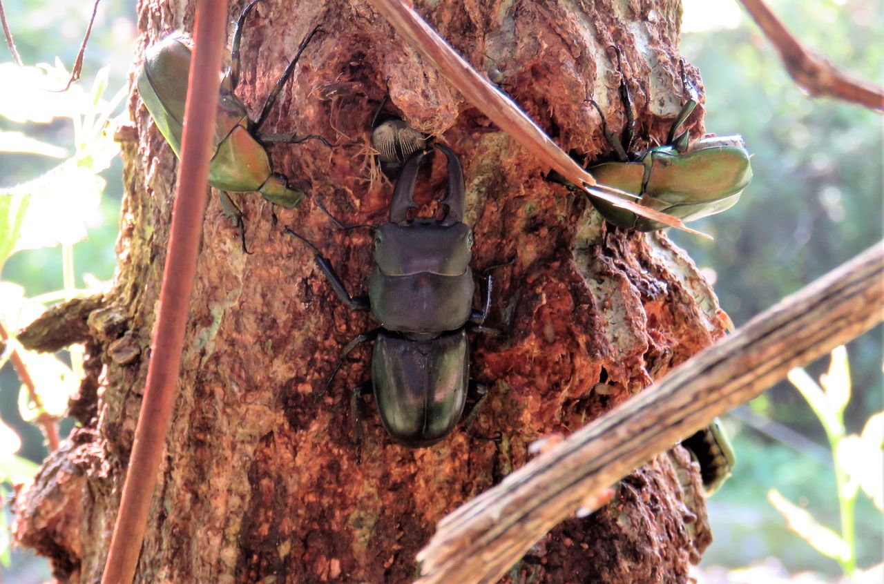 初めての場所でも見つけられる夏休みクワガタムシ講座・深山編 : 土佐