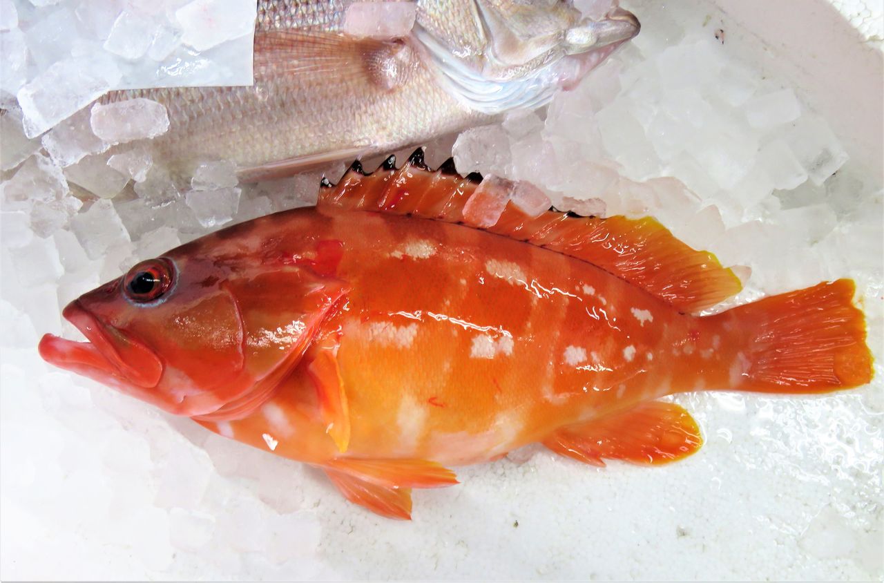 12月室戸の旬魚 Part 家庭料理 土佐料理 旬の鰹がゆく