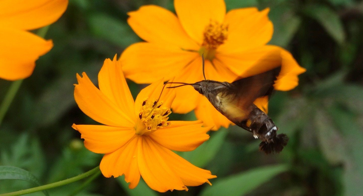 芋虫考察 土佐料理 旬の鰹がゆく