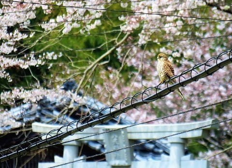 桜とチョウゲンボウ