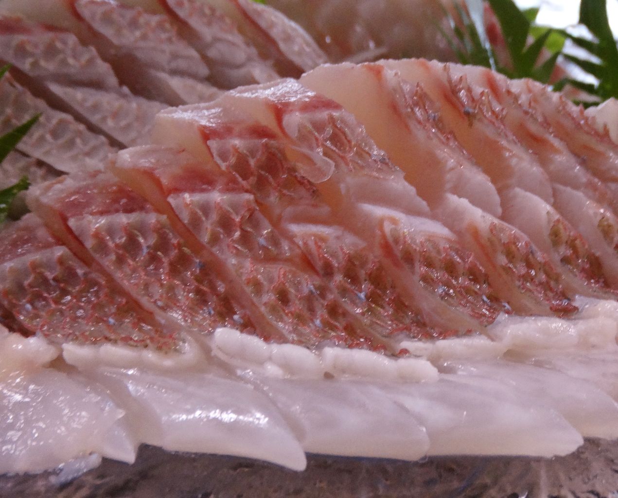 夏鯛 土佐料理 旬の鰹がゆく