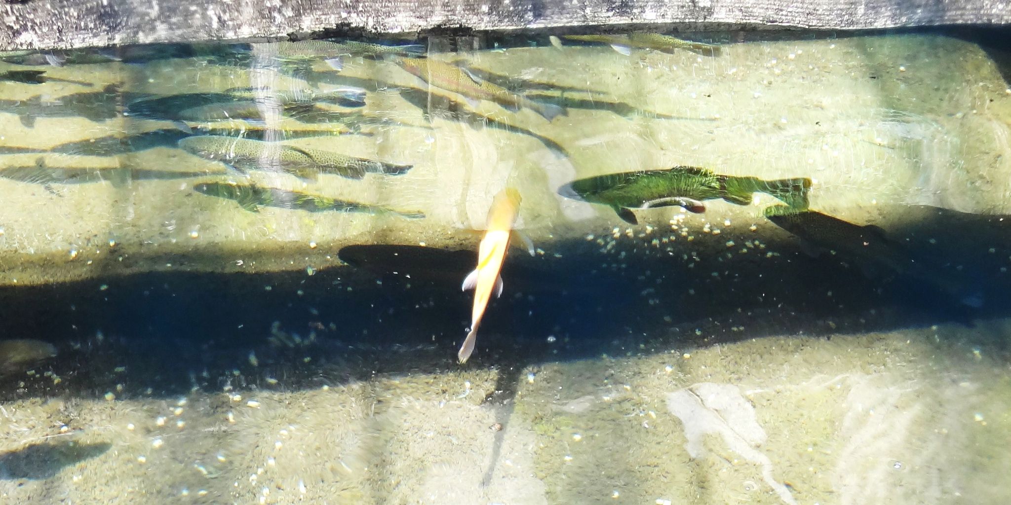 白いスズメ 土佐料理 旬の鰹がゆく 白いスズメ 土佐料理 旬の鰹がゆく