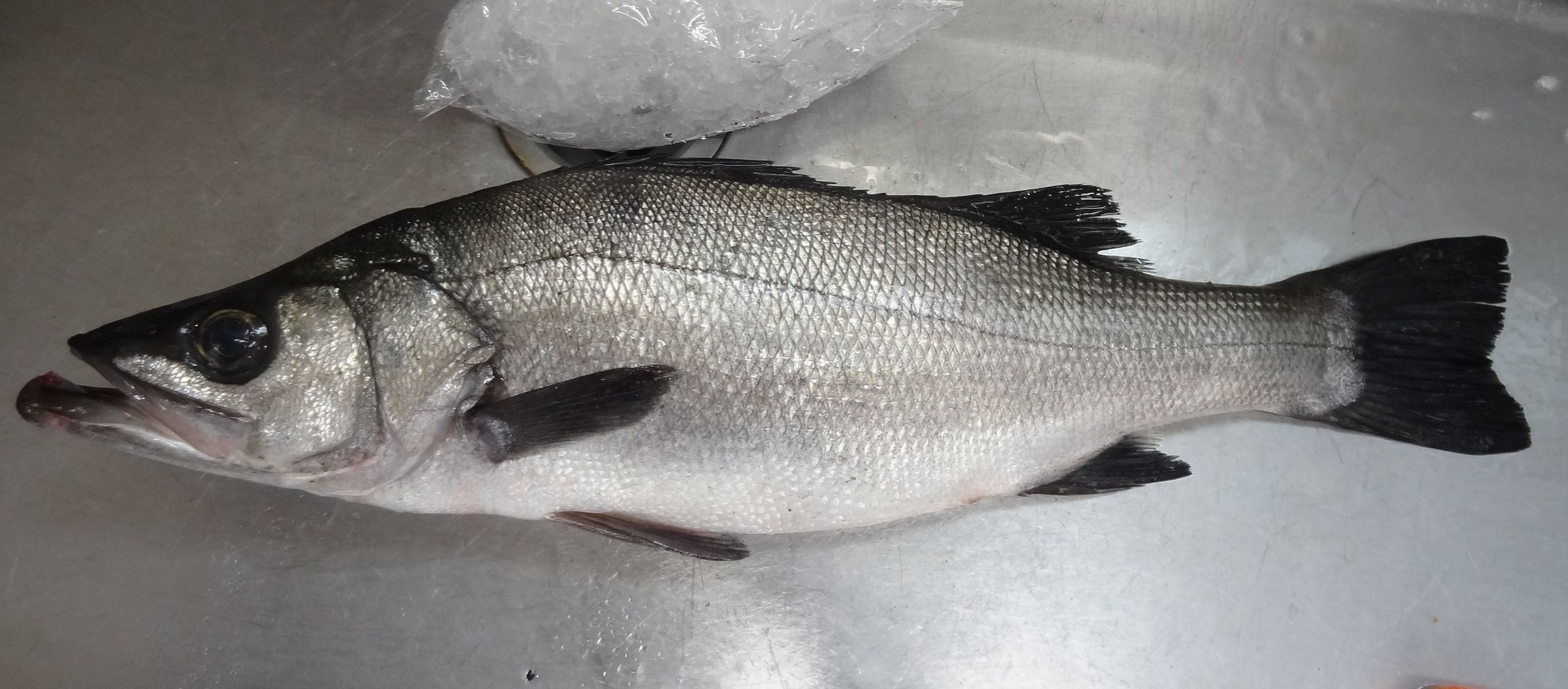 高知の食材 海産物 水産資源 土佐料理 旬の鰹がゆく 高知の食材 海産物 水産資源 土佐料理 旬の鰹がゆく