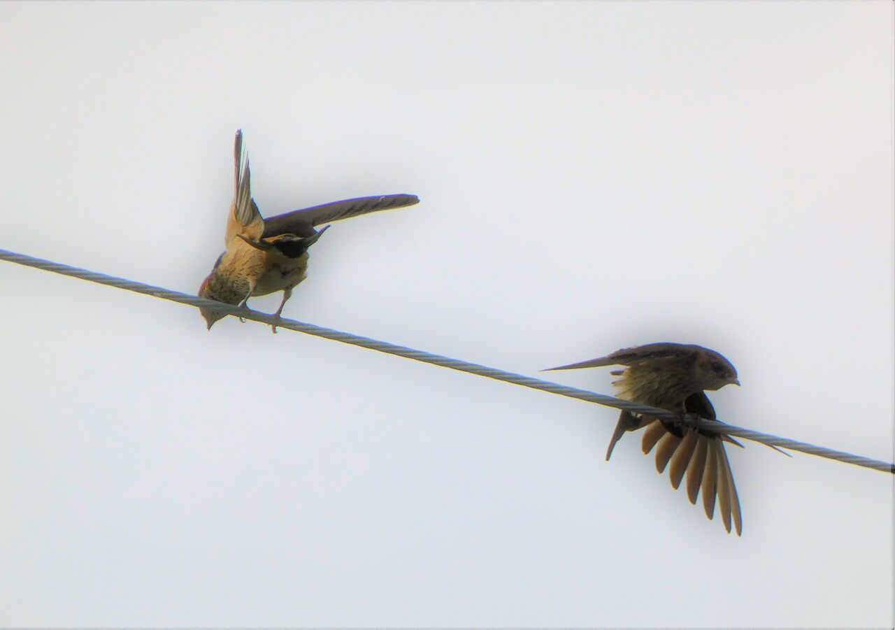 香南市の腰赤燕コシアカツバメ 土佐料理 旬の鰹がゆく