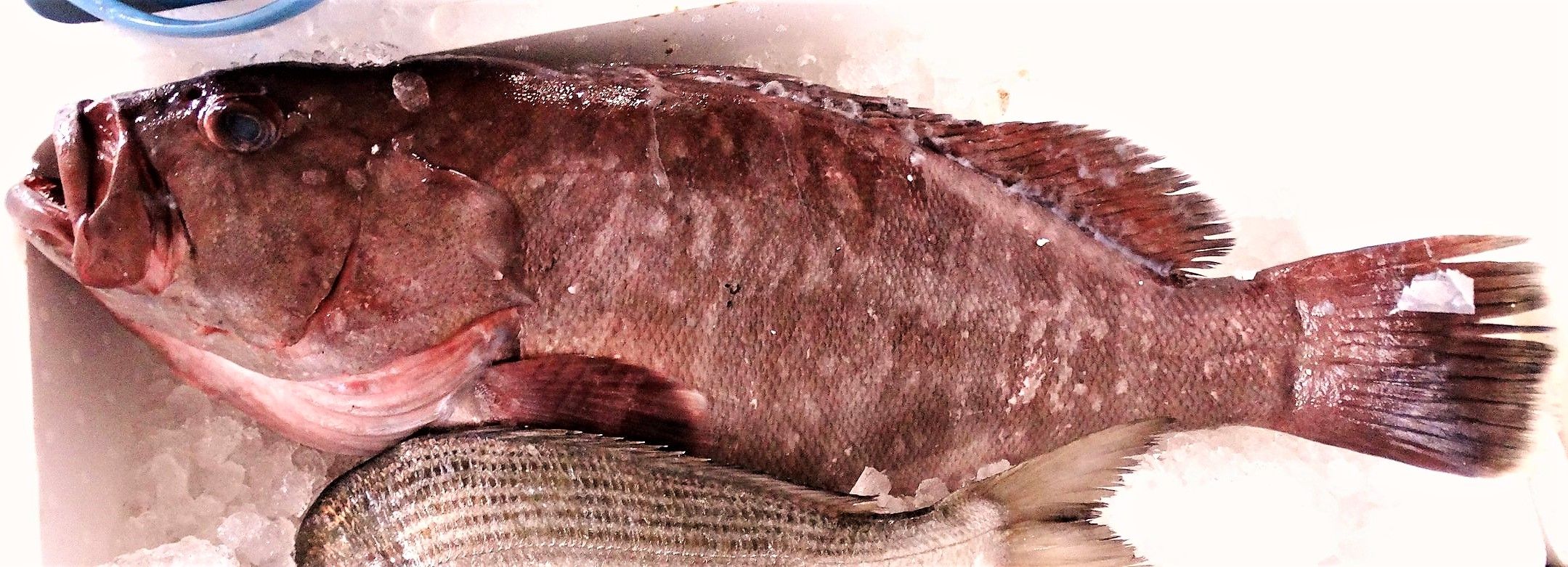 活締め天然クエの値打ち 土佐料理 旬の鰹がゆく