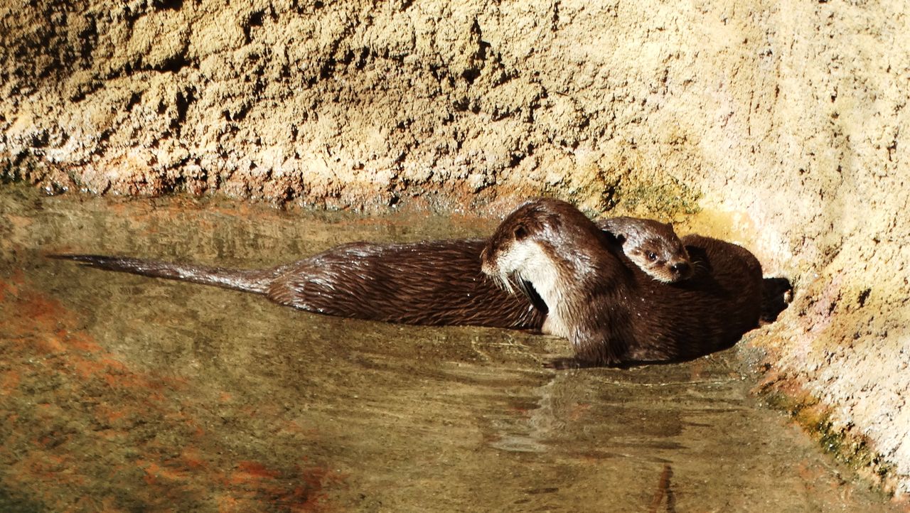 春の動物公園2016 土佐料理 旬の鰹がゆく 春の動物公園2016 土佐料理 旬の鰹がゆく