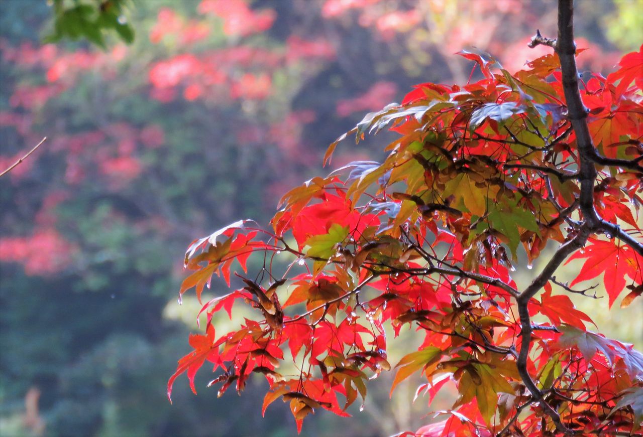 初冬の初雨は名残雨 土佐料理 旬の鰹がゆく