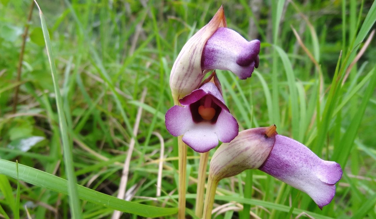 宿り木 : 土佐料理 旬の鰹がゆく！