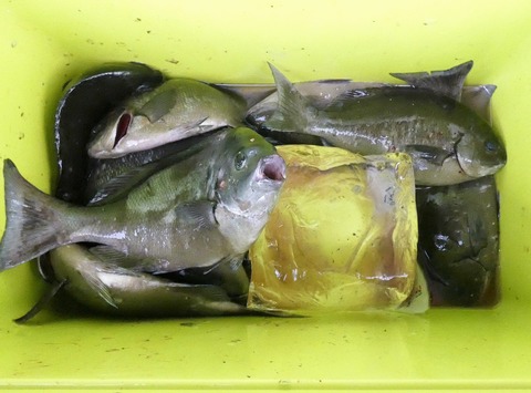 高知の釣り 土佐料理 旬の鰹がゆく