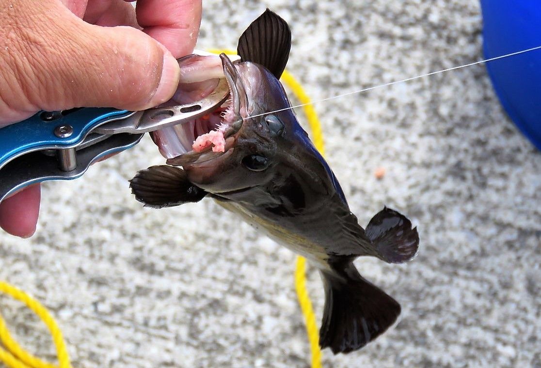 高知の珍魚 土佐料理 旬の鰹がゆく 高知の珍魚 土佐料理 旬の鰹がゆく