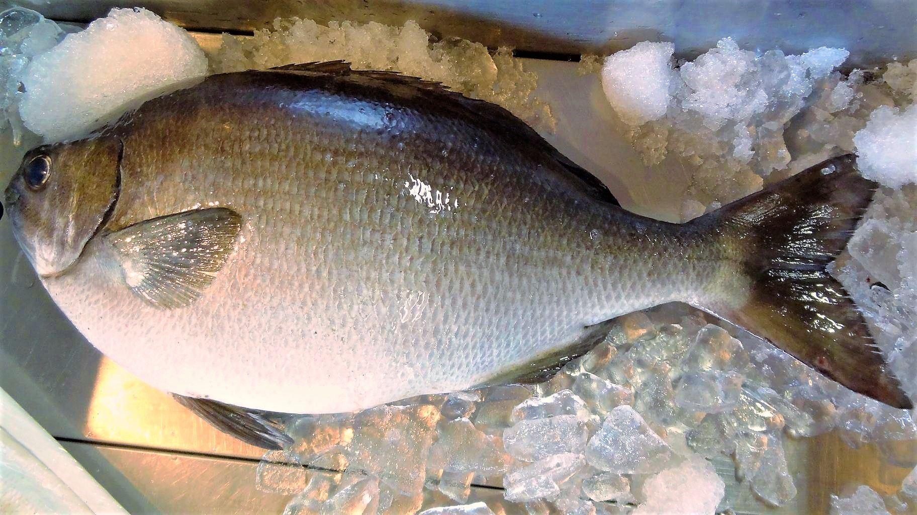 イガミと呼ばれるブダイの干物 土佐料理 旬の鰹がゆく