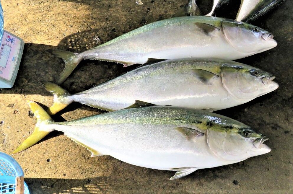 青物の季節 土佐料理 旬の鰹がゆく
