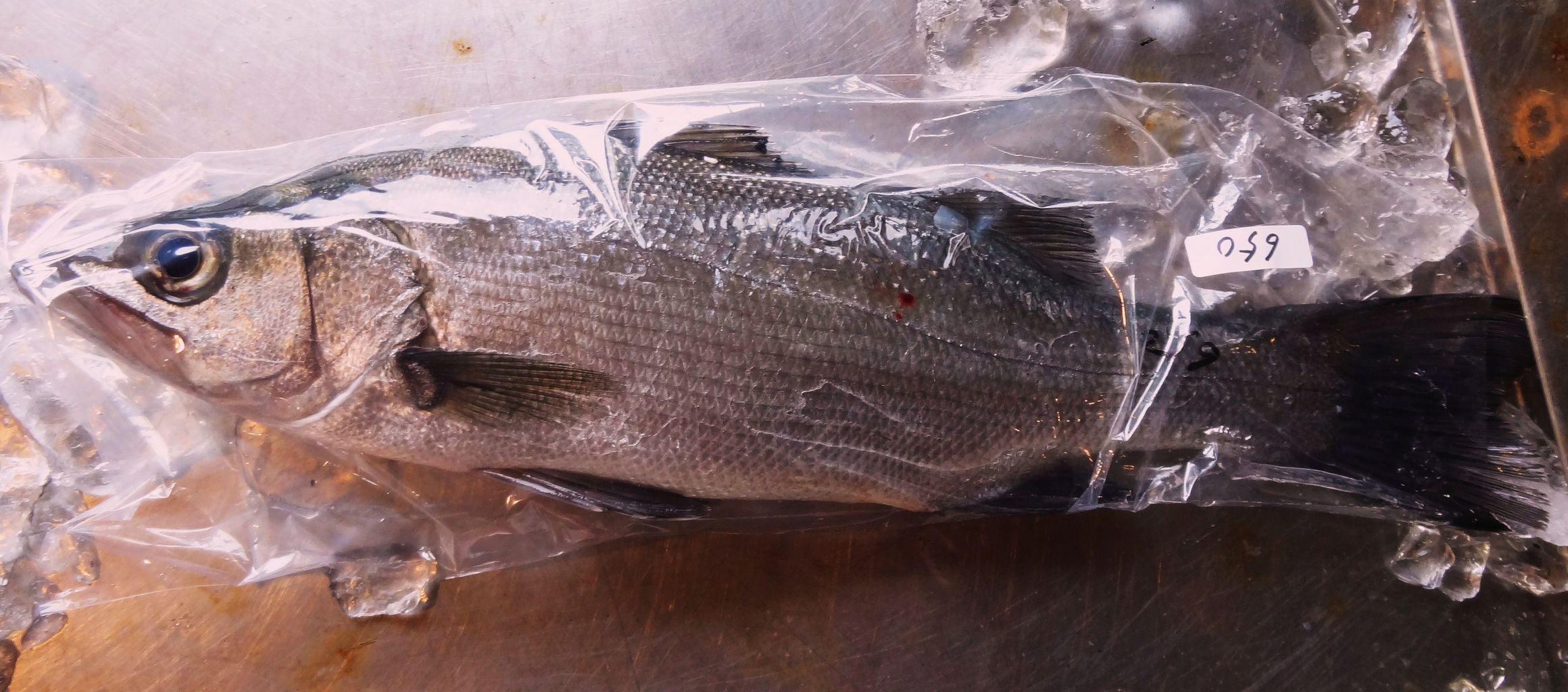 スズキとヒラスズキ 土佐料理 旬の鰹がゆく スズキとヒラスズキ 土佐料理 旬の鰹がゆく
