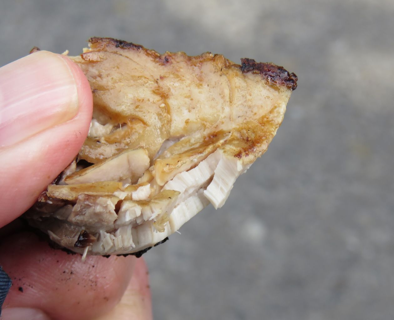 室戸の極上ブリ2019 土佐料理 旬の鰹がゆく 室戸の極上ブリ2019 土佐料理 旬の鰹がゆく